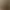 Жасмин