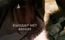 Динара 4